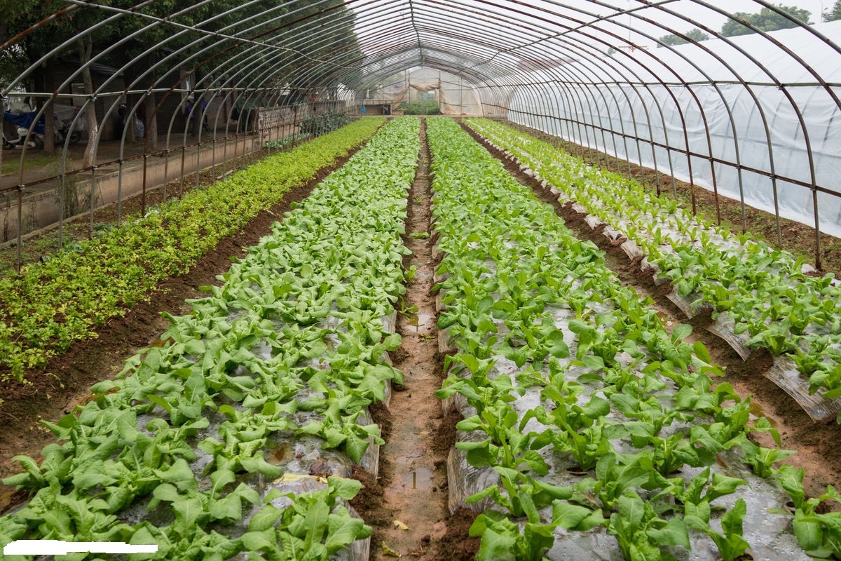 蔬菜大棚圖片 蔬菜大棚圖片
