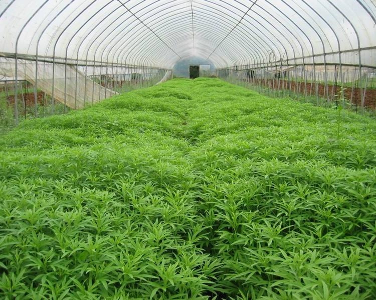 大棚鍍鋅管圖片